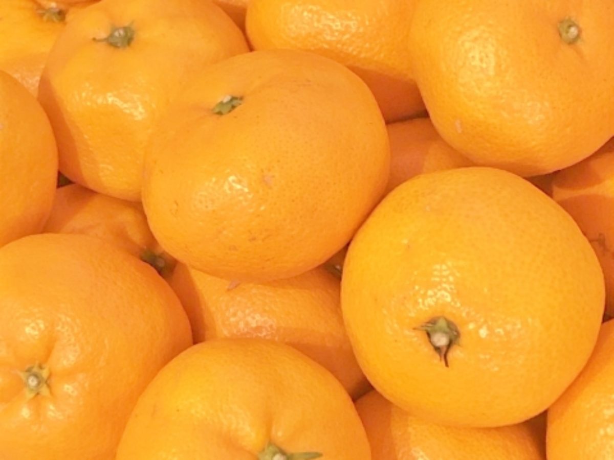 皮ごと食べれるみかんがある その皮の栄養と加工に迫る ふぁみたね